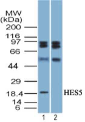 Western Blot HES5 Antibody