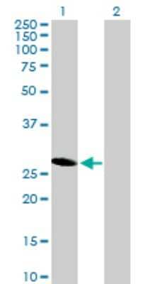 Western Blot: HES6 Antibody [H00055502-B01P] - Analysis of HES6 expression in transfected 293T cell line by HES6 polyclonal antibody.  Lane 1: HES6 transfected lysate(24.64 KDa). Lane 2: Non-transfected lysate.