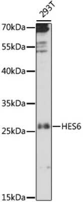 Western Blot: HES6 Antibody [NBP3-04548] - Analysis of extracts of 293T cells, using HES6 antibody at 1:1000 dilution. Secondary antibody: HRP Goat Anti-Rabbit IgG (H+L) at 1:10000 dilution. Lysates/proteins: 25ug per lane. Blocking buffer: 3% nonfat dry milk in TBST. Detection: ECL Basic Kit .