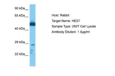 Western Blot: HES7 Antibody [NBP2-85042] - Host: Rabbit. Target Name: HES7. Sample Tissue: Human 293T Whole Cell. Antibody Dilution: 1ug/ml