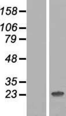 Western Blot: HES7 Overexpression Lysate (Adult Normal) [NBP2-05999] Left-Empty vector transfected control cell lysate (HEK293 cell lysate); Right -Over-expression Lysate for HES7.