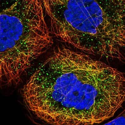Immunocytochemistry/Immunofluorescence: HEXO Antibody [NBP2-38756] - Staining of human cell line A-431 shows localization to microtubules & vesicles.