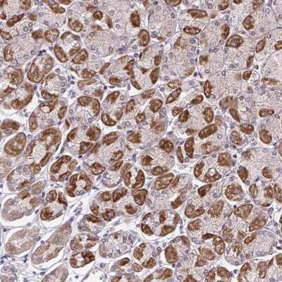 Immunohistochemistry: HEXO Antibody [NBP2-38756] - Staining of human stomach shows strong cytoplasmic positivity in glandular cells.