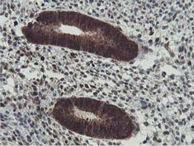 Immunohistochemistry: HEXO Antibody (OTI1B3) - Azide and BSA Free [NBP2-72312] - Staining of paraffin-embedded Human endometrium tissue using anti-HEXO mouse monoclonal antibody.