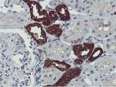 Immunohistochemistry: HEXO Antibody (OTI1B3) - Azide and BSA Free [NBP2-72312] - Staining of paraffin-embedded Human Kidney tissue using anti-HEXO mouse monoclonal antibody.