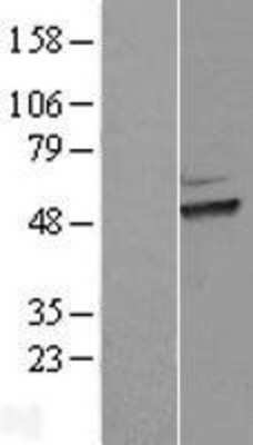 Western Blot HEXO Overexpression Lysate