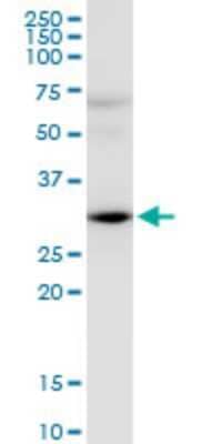 Western Blot: HEY2 Antibody (2B10) [H00023493-M02] - HEY2 monoclonal antibody (M02), clone 2B10. Analysis of HEY2 expression in human pancreas.