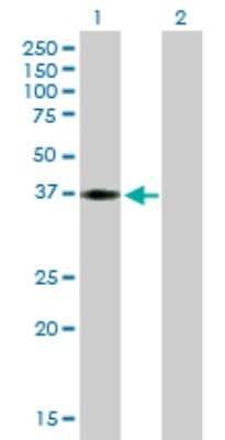 Western Blot: HEY2 Antibody [H00023493-B01P] - Analysis of HEY2 expression in transfected 293T cell line by HEY2 polyclonal antibody.  Lane 1: HEY2 transfected lysate(37.07 KDa). Lane 2: Non-transfected lysate.