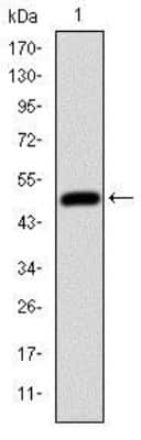 Western Blot: HFE Antibody (3F1) [NBP2-37555] - Western blot analysis using HFE mAb against human HFE (AA: 125-282) recombinant protein. (Expected MW is 44 kDa)