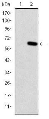 Western Blot: HFE Antibody (3F1) [NBP2-37555] - Western blot analysis using HFE mAb against HEK293 (1) and HFE(AA: 125-282)-hIgGFc transfected HEK293 (2) cell lysate.