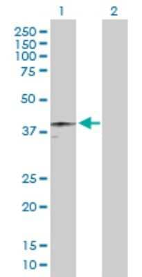 Western Blot: HFE Antibody [H00003077-D01P] - Analysis of HFE expression in transfected 293T cell line by HFE polyclonal antibody.Lane 1: HFE transfected lysate(40.10 KDa).Lane 2: Non-transfected lysate.