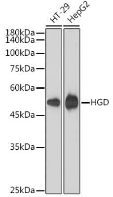 Western Blot: HGD Antibody (7O8Q1) [NBP3-15477] - Western blot analysis of extracts of various cell lines, using HGD antibody (NBP3-15477) at 1:1000 dilution. Secondary antibody: HRP Goat Anti-Rabbit IgG (H+L) at 1:10000 dilution. Lysates/proteins: 25ug per lane. Blocking buffer: 3% nonfat dry milk in TBST. Detection: ECL Basic Kit. Exposure time: 180s.