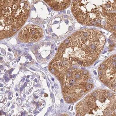 Immunohistochemistry-Paraffin: HGD Antibody [NBP2-33488] - Staining of human kidney.