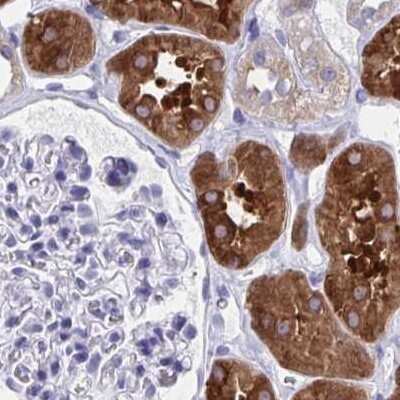 Immunohistochemistry-Paraffin: HGD Antibody [NBP2-49039] - Staining of human kidney.