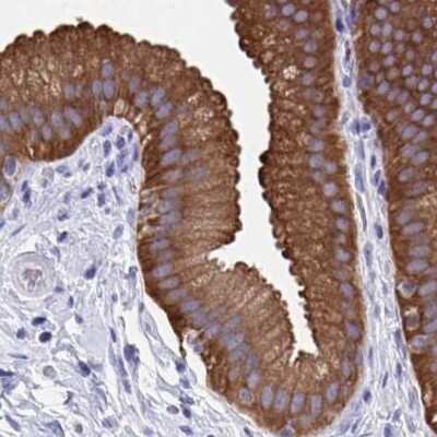 Immunohistochemistry-Paraffin: HGD Antibody [NBP2-49039] - Staining of human gallbladder.