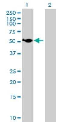 Western Blot: HGD Antibody [H00003081-B01P] - Analysis of HGD expression in transfected 293T cell line by HGD polyclonal antibody.  Lane1:HGD transfected lysate(48.95 KDa). Lane2:Non-transfected lysate.