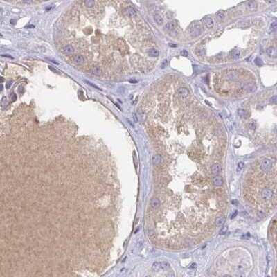 Immunohistochemistry-Paraffin: HGF Activator Antibody [NBP2-31741] - Staining of human kidney.