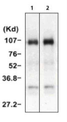 Immunoprecipitation: HGF Antibody (A10) [NBP1-19180] - Lane 1: anti-human HGF Clone A10. Lane 2: positive anti-serum.