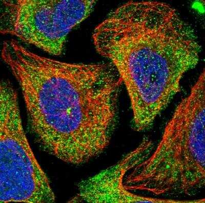 Immunocytochemistry/Immunofluorescence: HGF Antibody [NBP2-48724] - Staining of human cell line U-2 OS shows localization to cytosol & centrosome. Antibody staining is shown in green.
