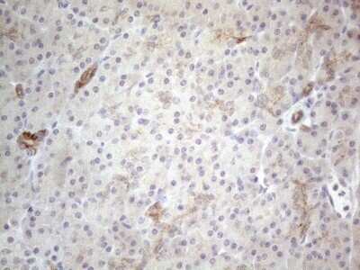 Immunohistochemistry: HGF Antibody (OTI1D2) - Azide and BSA Free [NBP2-70884] - Analysis of Human pancreas tissue. (Heat-induced epitope retrieval by 1mM EDTA in 10mM Tris buffer (pH8.5) at 120C for 3 min)