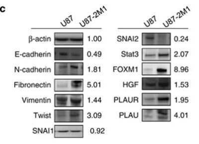 Western Blot: HGF Antibody (SBF5 C1.7) [NB100-2696] - Expression of miR-10b is elevated in invasive mesenchymal subtype-like U87-2M1 glioma cells. Western blotting analysis of expression of invasiveness-associated proteins in U87-2M1 cells as compared with those in U87 cells. Numbers indicate relative protein expression in U87-2M1 compared with U87 cells after normalization to beta-actin levels. Blots shown are representative of biological triplicates.  Image collected and cropped by CiteAb from the following publication (//www.nature.com/doifinder/10.1038/cddis.2012.134), licensed under a CC-BY license.