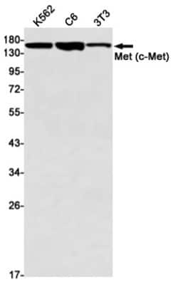 Western Blot: HGFR/c-MET Antibody (S02-4D6) [NBP3-14873] - Western blot detection of HGFR/c-MET in K562, C6, 3T3 cell lysates using HGFR/c-MET Rabbit mAb (1:1000 diluted). Predicted band size: 156kDa. Observed band size: 170kDa.