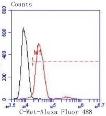 Flow Cytometry: HGFR/c-MET Antibody (SJ19-05) [NBP2-67412] - Analysis of Hela cells with Met antibody at 1/50 dilution (red) compared with an unlabelled control (cells without incubation with primary antibody; black). Alexa Fluor 488-conjugated goat anti rabbit IgG was used as the secondary antibody.