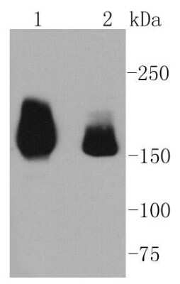 Western Blot: HGFR/c-MET Antibody (SJ19-05) [NBP2-67412] - Analysis of Met on different lysates using anti-Met antibody at 1/1,000 dilution. Positive control: Lane 1: Hela Lane 2: HepG2