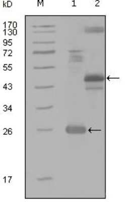 Western Blot: HGK/MAP4K4 Antibody (4H9E7) [NBP1-28854] - Western blot analysis using MAP4K4 mouse mAb against truncated Trx-MAP4K4 recombinant protein (1), MBP-MAP4K4 (aa300-400) recombinant protein (2) and MAP4K4(aa194-436)-hIgGFc transfected CH0-K1 cell lysate(3).