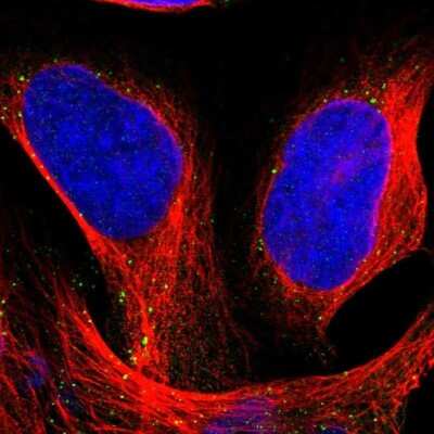 Immunocytochemistry/Immunofluorescence: HGS Antibody [NBP1-83203] - Staining of human cell line U-2 OS shows localization to endosomes & lysosomes. Antibody staining is shown in green.