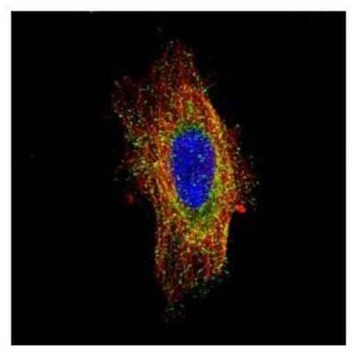 Immunocytochemistry/Immunofluorescence: HGS Antibody [NBP2-16820] - Confocal immunofluorescence analysis of methanol-fixed HeLa, using HGS antibody (Green) at 1:500 dilution. Alpha-tubulin filaments are labeled with Alpha-tubulin antibody (Red) at 1:2000.