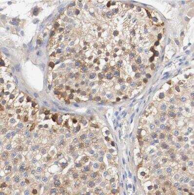 Immunohistochemistry-Paraffin: HGS Antibody [NBP1-83202] - Staining of human testis shows moderate cytoplasmic positivity in cells in seminiferous ducts.