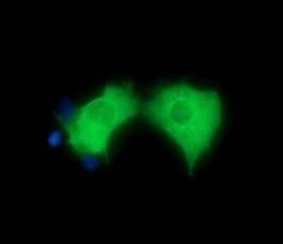 Immunocytochemistry/Immunofluorescence: HGS Antibody (OTI3H7) - Azide and BSA Free [NBP2-71418] - Analysis of COS7 cells transiently transfected by pCMV6-ENTRY HGS.