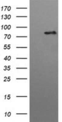 Western Blot: HGS Antibody (OTI3H7) - Azide and BSA Free [NBP2-71418] - Analysis of HEK293T cells were transfected with the pCMV6-ENTRY control (Left lane) or pCMV6-ENTRY HGS .