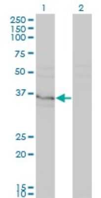 Western Blot: HHEX Antibody (1A2) [H00003087-M03] - Analysis of HHEX expression in transfected 293T cell line by HHEX monoclonal antibody (M03), clone 1A2. Lane 1: HHEX transfected lysatE (30.02 KDa). Lane 2: Non-transfected lysate.