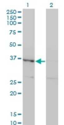 Western Blot: HHEX Antibody (2B12) [H00003087-M13] - Analysis of HHEX expression in transfected 293T cell line by HHEX monoclonal antibody (M13), clone 2B12. Lane 1: HHEX transfected lysatE (30.02 KDa). Lane 2: Non-transfected lysate.