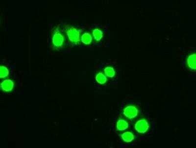 Immunocytochemistry/Immunofluorescence: HHEX Antibody (3E6) [NBP1-47792] - Staining of HT29 cells using anti-Hex mouse monoclonal antibody.