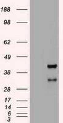 Western Blot: HHEX Antibody (3E6) [NBP1-47792] - HEK293T cells were transfected with the pCMV6-ENTRY control (Left lane) or pCMV6-ENTRY Hex (Right lane) cDNA for 48 hrs and lysed. Equivalent amounts of cell lysates (5 ug per lane) were separated by SDS-PAGE and immunoblotted with anti-Hex.