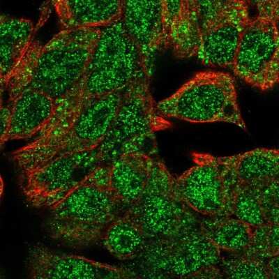 Immunocytochemistry/Immunofluorescence: HHEX Antibody [NBP2-56110] - Staining of human cell line Hep G2 shows localization to nucleoplasm & mitochondria.