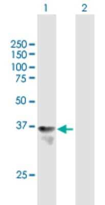 Western Blot: HHEX Antibody [H00003087-B01P] - Analysis of HHEX expression in transfected 293T cell line by HHEX polyclonal antibody.  Lane 1: HHEX transfected lysate(29.7 KDa). Lane 2: Non-transfected lysate.