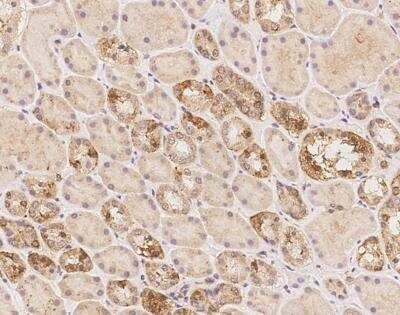 Immunohistochemistry-Paraffin: HHMJG Antibody [NBP3-12673] -  Staining of human JRKL in human kidney with rabbit polyclonal antibody at 1:1000 dilution. 