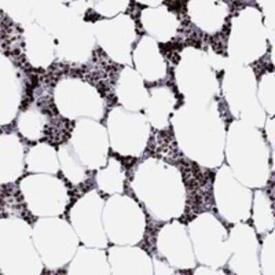 Immunohistochemistry-Paraffin: HIAT1 Antibody [NBP3-17591] - Staining of human bone marrow shows strong nuclear positivity in hematopoietic cells.