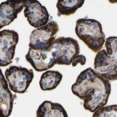 Immunohistochemistry-Paraffin: HIBADH Antibody [NBP1-80985] - Staining of human placenta.