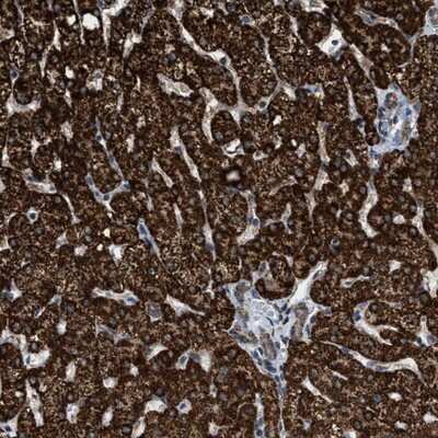 Immunohistochemistry-Paraffin HIBADH Antibody - BSA Free