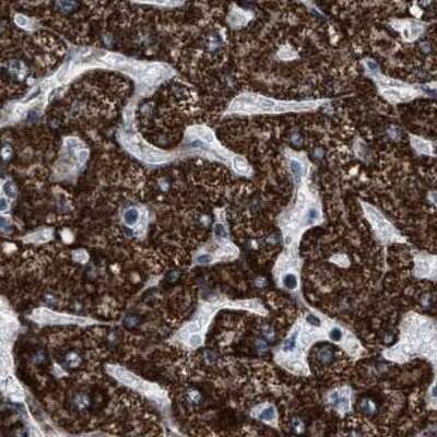 Immunohistochemistry-Paraffin HIBADH Antibody - BSA Free