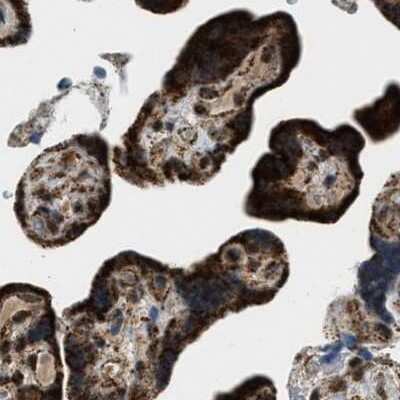 Immunohistochemistry-Paraffin HIBADH Antibody - BSA Free