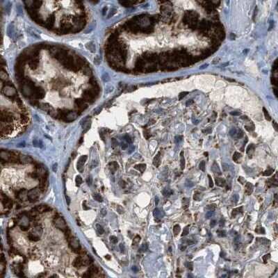 Immunohistochemistry-Paraffin HIBADH Antibody - BSA Free