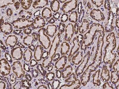 Immunohistochemistry-Paraffin: HIBADH Antibody [NBP2-97223] - Immunochemical staining of human HIBADH in human kidney with rabbit polyclonal antibody at 1:100 dilution, formalin-fixed paraffin embedded sections.