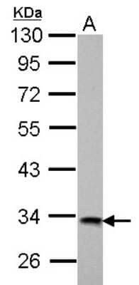 Western Blot: HIBADH Antibody [NBP2-16827] - A. 30 ug GL261 whole cell lysate/extract 7. 5 % SDS-PAGE HIBADH antibody dilution: 1:1000.