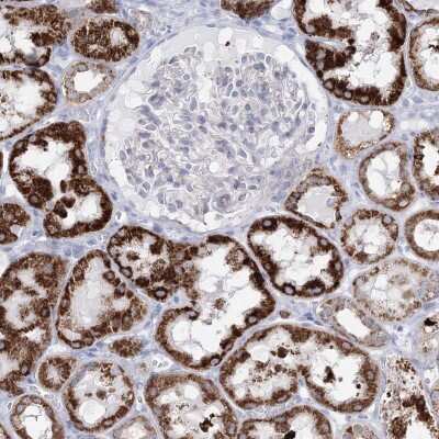Immunohistochemistry-Paraffin: HIBCH Antibody [NBP1-85891] - Staining of human kidney shows high expression.